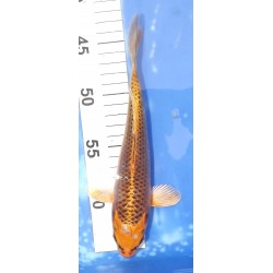 Kin Matsuba 20-25cm