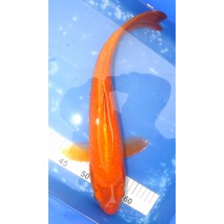 Red Karashigoï 45-50cm