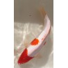 Kohaku  40-45cm