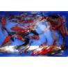 lot de 10 : Mix poisson noir / shubunkin / poisson rouge 15-25cm