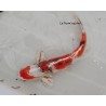 Yamatonishiki 30-35 cm Japon Marusaka koi farm