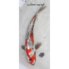 Beni kikokuryu MALE  30-35 cm Japon Marusaka koi farm