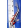 Koi Japon 20 - 25 cm