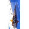 Koi Japon 20 - 25 cm