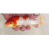 ginrin kohaku 20-25 cm