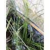 Carex acuta