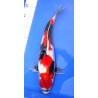 SHOWA femelle 40-45cm MARUSEI (option reservation)