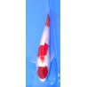 maruten kohaku 25-30cm