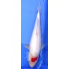 Tancho Kohaku 35-40 cm IZUMIYA