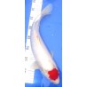 Tancho Kohaku 40-45cm IZUMIYA