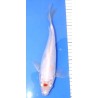 Tancho Kohaku voile 20-25 cm