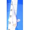 Kohaku voile 20-25 cm