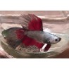 Betta Halfmoon