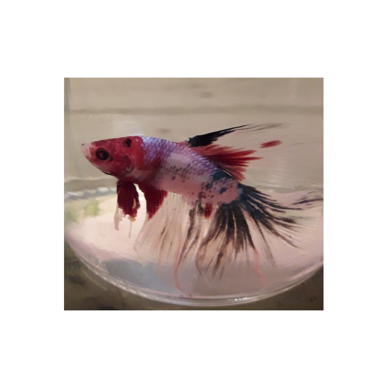 Betta Halfmoon double tail