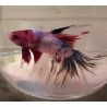 Betta Halfmoon double tail