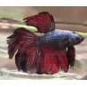 Betta Splendens Halfmoon mauve et bordeau