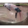 Betta Splendens Halfmoon Blanc et Noir