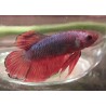 Betta Splendens Plakat Dragon turquoise et rouge