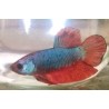 Betta Splendens Plakat Dragon turquoise et rouge