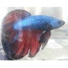 Betta Splendens Halfmoon mauve et bordeau