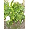 Zantedeschia aethiopica : arum blanc