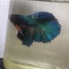 Betta Splendens Halfmoon bleu