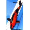 Hi Utsuri 25cm Hirasawa