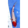 Kohaku 25-30 cm