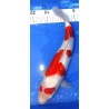 Résa : Ginrin Kohaku 36 cm Teradomari Koï Farm