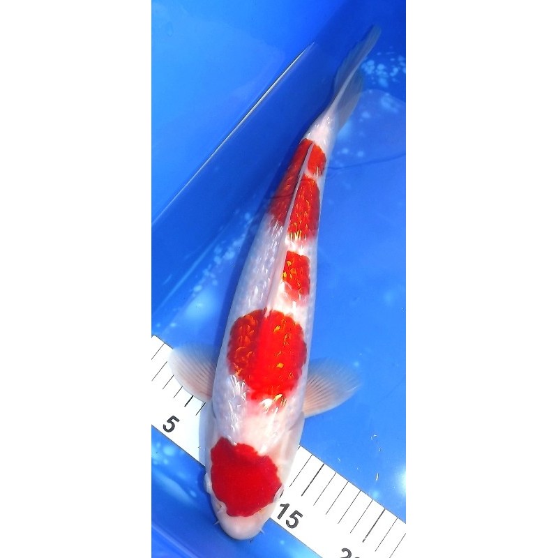 Ginrin Maruten Kohaku 36 cm Teradomari Koï Farm