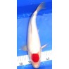 Tancho Kohaku 42 cm Teradomari Koï Farm