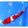 Kohaku 27cm éleveur Maruseï Hirasawa