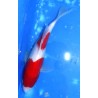 Kohaku 23 cm éleveur Maruseï Hirasawa