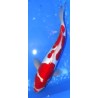 Doitsu Kohaku 37cm éleveur Aoki