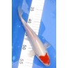 Kohaku 20-25cm