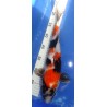 Showa 37cm éleveur Miyatora