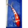 Kohaku voile sansaï de l'éleveur Yamasan 57cm