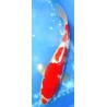 Kohaku 38cm éleveur Maruhiro