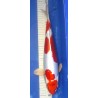 Kikusui 36cm éleveur Aoki