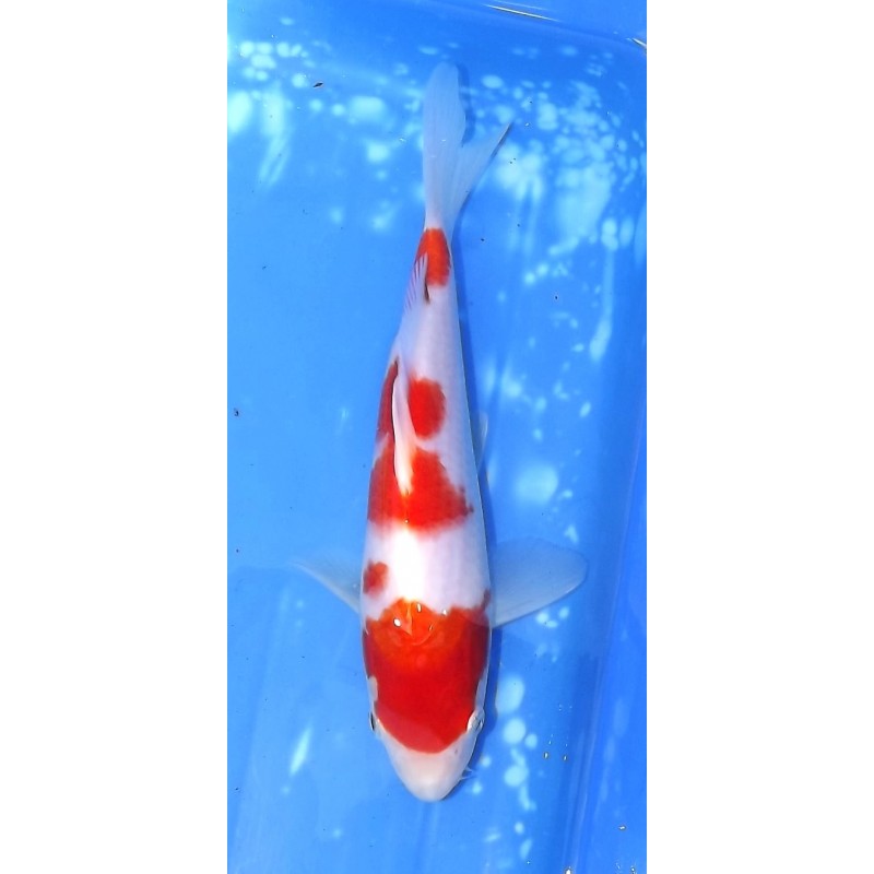 Tosaï HQ : Kohaku 22cm éleveur Saïto Koï Farm