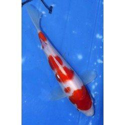 Tosaï HQ : Kohaku 22cm éleveur Saïto Koï Farm