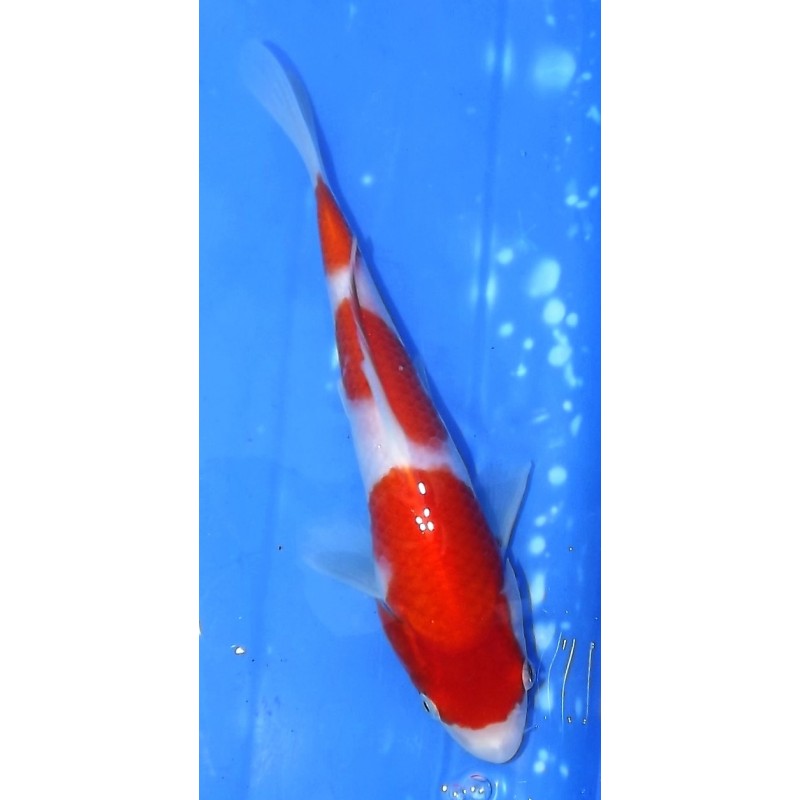 Tosaï HQ : Kohaku 22cm éleveur Saïto Koï Farm